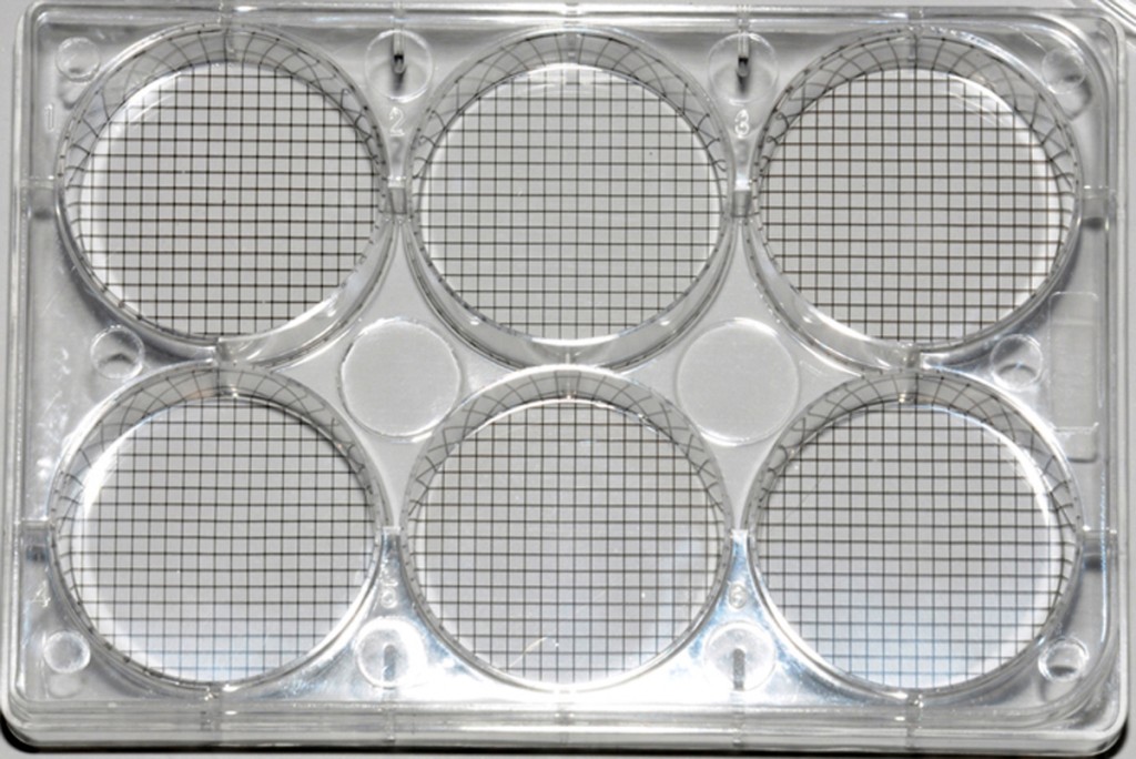 Cell Culture treated Multiwell Plate